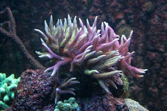 Killikus&reg; Fotographie